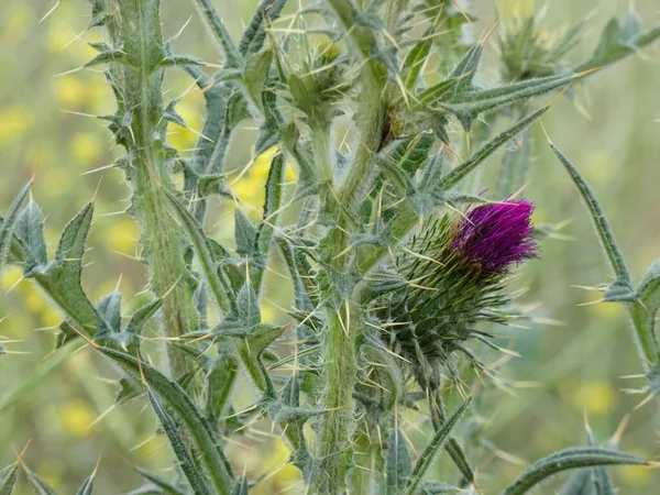 Flor Cardo Borde Una Carretera Cerca Del Río Llobregat Región — Foto de Stock