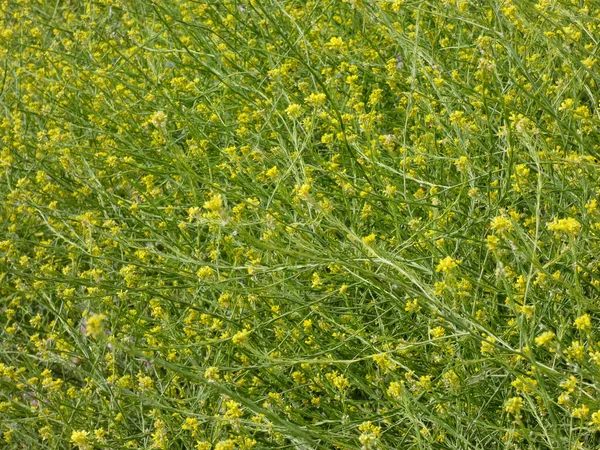 Flores Silvestres Área Mediterránea Temporada Primavera Colores Primaverales Varias Flores —  Fotos de Stock