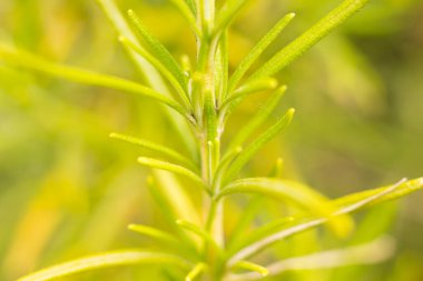 Akdeniz ilkbaharında farklı renklerde çiçekler ve otlar. Baharın başlarında Akdeniz bitkisi; doğadaki renk çeşitliliği, sarıdan pastel tonlara yoğun kırmızılar, menekşeler, morlar, maviler, yeşiller ve fuşyalara kadar.