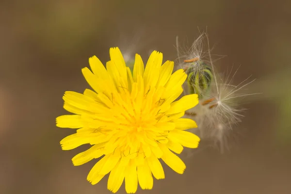 地中海の春に異なる色の花や草 早春の地中海性植物 黄色からパステル調の色合いまでの自然の色の多様性 強烈な赤 バイオレット フクシア — ストック写真