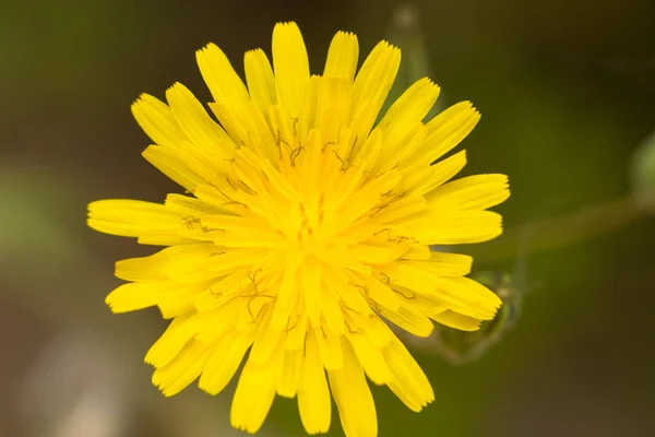 地中海の春に異なる色の花や草 早春の地中海性植物 黄色からパステル調の色合いまでの自然の色の多様性 強烈な赤 バイオレット フクシア — ストック写真