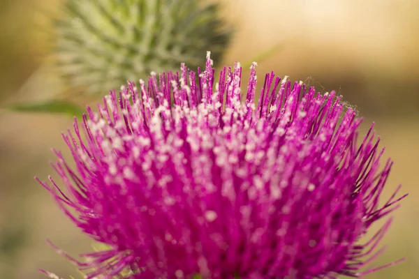 Különböző Színű Virágok Fűfélék Mediterrán Tavasszal Mediterrán Növény Kora Tavasszal — Stock Fotó