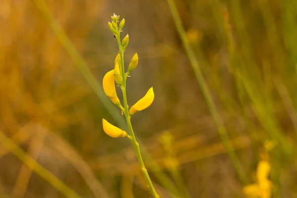 Süpürge Baharda Dağlarda Görülen Sarı Çiçekli Bir Baklagildir — Stok fotoğraf