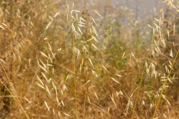 Een Groep Wilde Gedroogde Grassen Geel Zomer Waarvan Zaden Zijn — Stockfoto