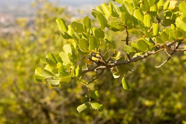 Chlorophyll Filled Leaves Tree Mediterranean Forest Tree Green Leaves — 스톡 사진