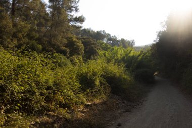 Barselona 'nın Collcerola dağlarındaki Akdeniz bitkisi; Baix Llobregat bölgesindeki Akdeniz' e çok yakın..