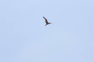 Galiçya kıyısındaki beyaz martı omurgalı kuş, İspanya