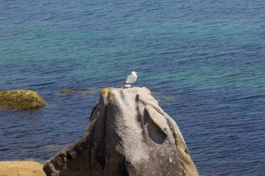 Galiçya kıyısındaki beyaz martı omurgalı kuş, İspanya