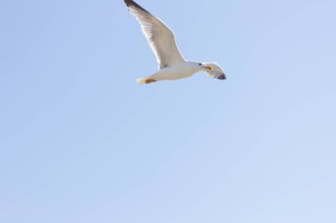Martı, hava akımlarını kullanarak süzülen beyaz tüylü bir kuştur; genellikle deniz kenarında veya yakınında..