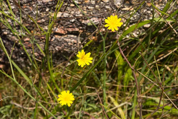 Tres Flores Silvestres Amarillas Con Fondo Hierba Piedras — Foto de Stock