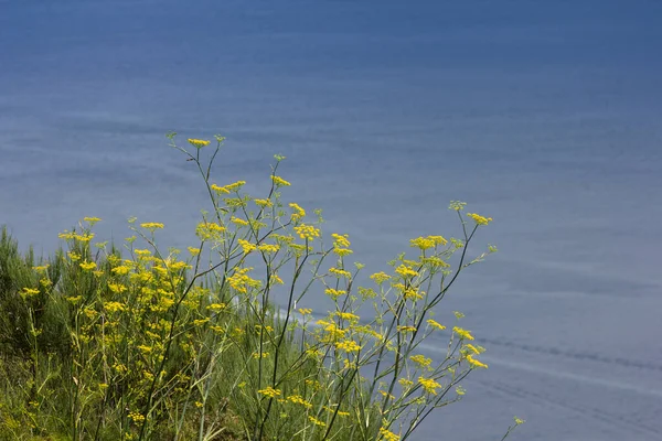 Vegetatie Uitzicht Regio Galicië Noordwest Spanje Europa Regio Bij Atlantische — Stockfoto