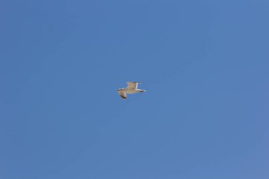 Martı, hava akımlarını kullanarak süzülen beyaz tüylü bir kuştur; genellikle deniz kenarında veya yakınında..