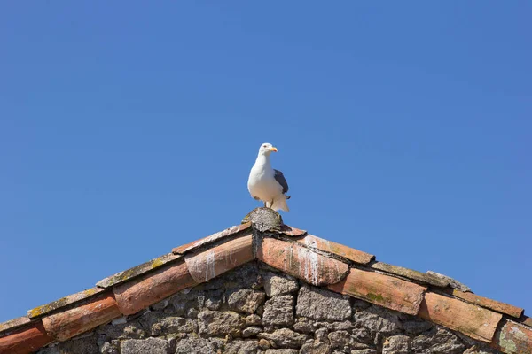 Seagull White Feathered Bird Glides Using Air Currents Usually Sea — Stock Photo, Image