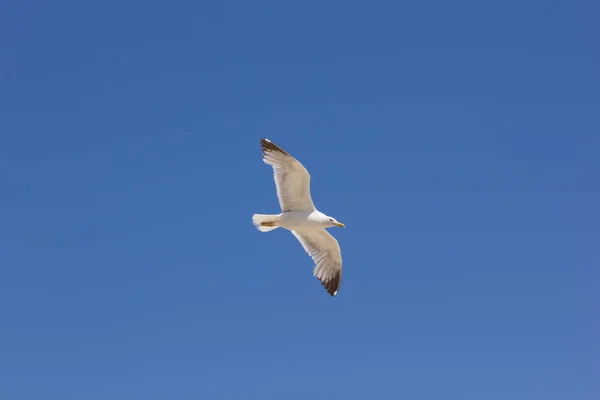 Seagull White Feathered Bird Glides Using Air Currents Usually Sea — Stock Photo, Image