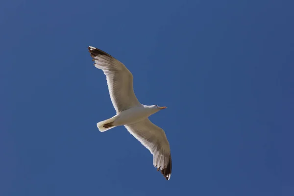 Seagull White Feathered Bird Glides Using Air Currents Usually Sea — Stock Photo, Image