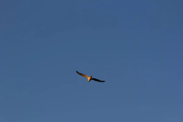 Burung Camar Burung Berbulu Putih Yang Meluncur Menggunakan Arus Udara — Stok Foto