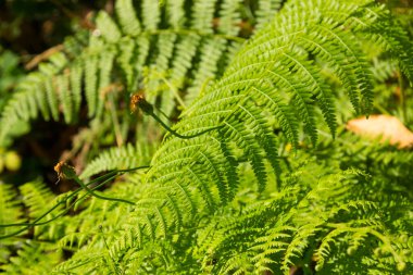 Bitki örtüsü, su damlaları ve çeşitli renklerde yabani çiçekler. Bitkiler ve çiçekler.