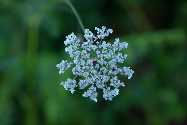 Vegetación Flores Silvestres Con Gotas Agua Varios Colores Hierbas Flores —  Fotos de Stock