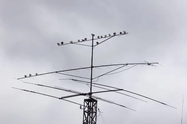 Beyaz Arka Planda Anten Silueti Kuşlarla Televizyon Anteni — Stok fotoğraf