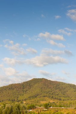 Şafakta ağaçlarının silhouettes