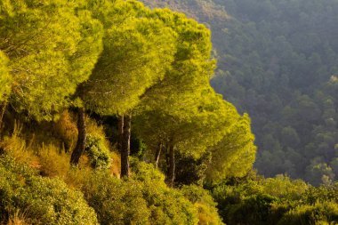 Barcelona dağlarında doğa