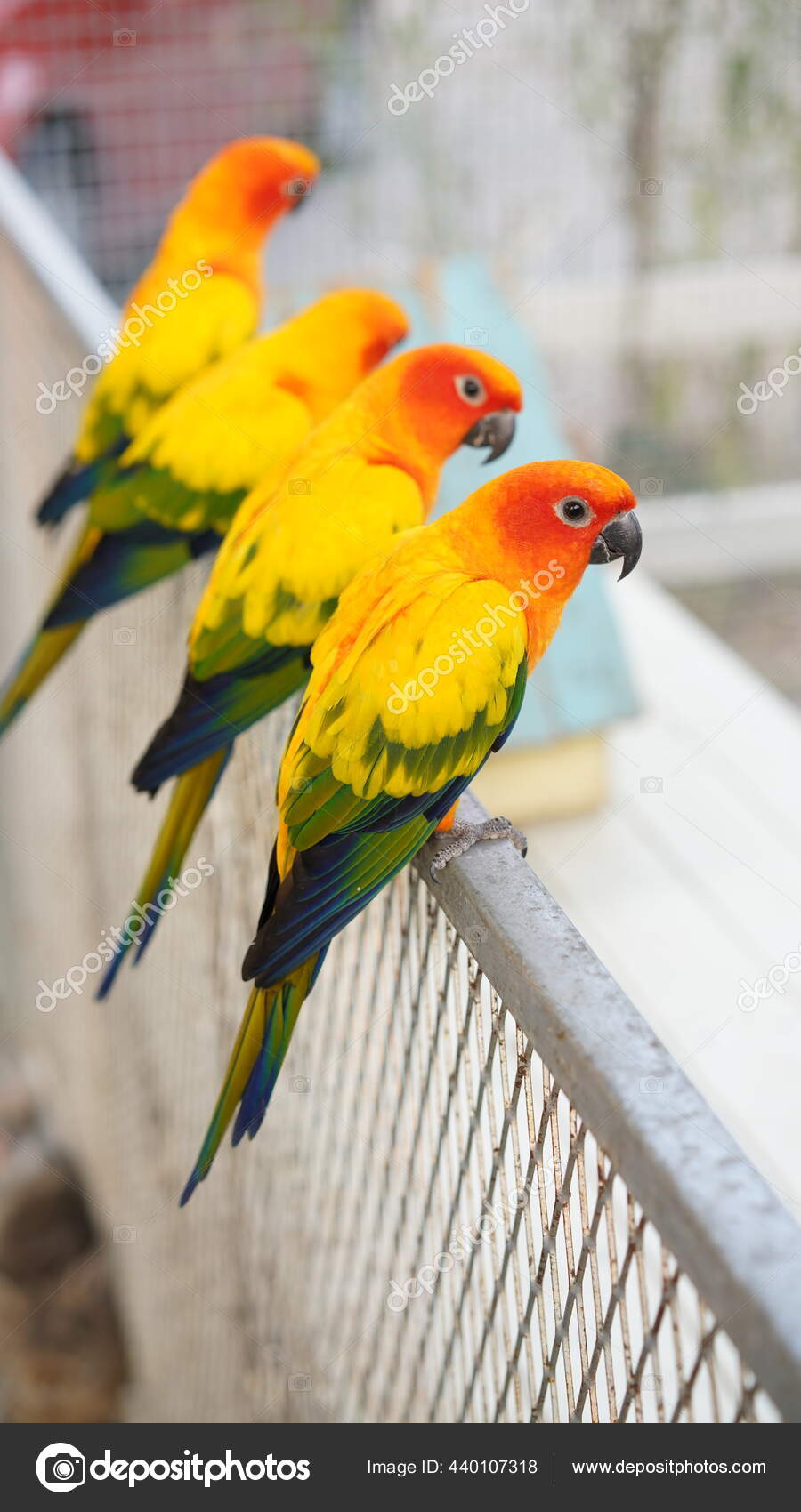 Orange Cinta Burung Tiga Warna Indah Burung Beo Kandang Burung Stok Foto C Lynn Ku56 Gmail Com 440107318