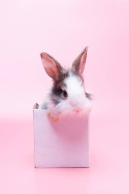 Pembe arka planda kutuda genç bir tavşan. Küçük sevimli tavşancık sürpriz bir hediye olarak sert kağıt kutuda oturuyor..