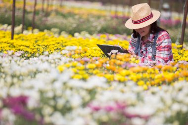 Asyalı, Taylandlı, orta yaşlı kadın çiftçi sarı çiçekli kasımpatı tarlasında çalışıyor. Kadın tarımsal woker çiçek çiftliği