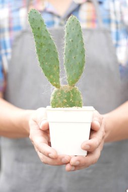 Kaktüs çiftliğindeki erkek çiftçi. Küçük bitki pazarı. Gri tişörtlü ve önlüklü satıcı.