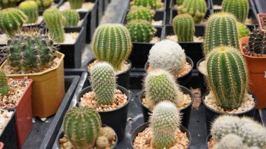 Kaktüs, pek çok çeşit tatlı bitkisi ve yaprak gibi iğnesi var. Tencere ve bahçedeki çeşitli kaktüsler. Sulu bitkiler kuru alanda yetişir.