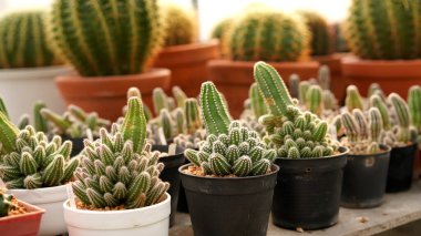 Kaktüs, pek çok çeşit tatlı bitkisi ve yaprak gibi iğnesi var. Tencere ve bahçedeki çeşitli kaktüsler. Sulu bitkiler kuru alanda yetişir.