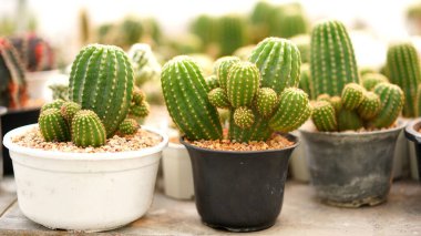 Kaktüs, pek çok çeşit tatlı bitkisi ve yaprak gibi iğnesi var. Tencere ve bahçedeki çeşitli kaktüsler. Sulu bitkiler kuru alanda yetişir.