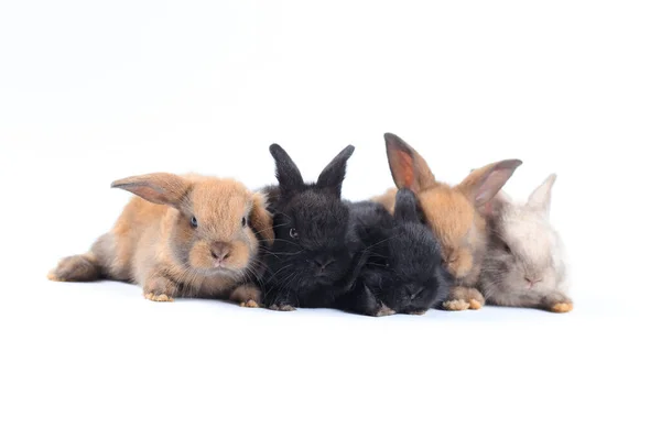 바탕에 귀여운 토끼가 부활절을 귀여운 토끼와 태어난 양소입니다 — 스톡 사진