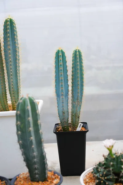 Kaktusz Desszert Növény Sokféle Típusú Alakú Vele Mint Levél Variety — Stock Fotó