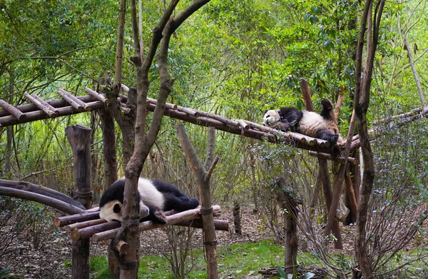大熊猫 可爱的 在中国稀有的野生动物保护区 — 图库照片
