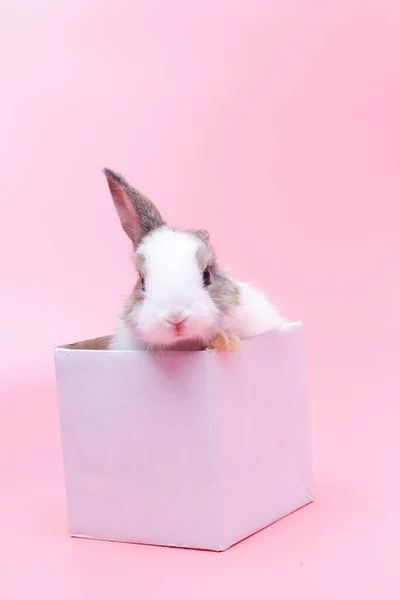 Junges Kaninchen Schachtel Auf Rosa Hintergrund Kleines Süßes Häschen Als — Stockfoto