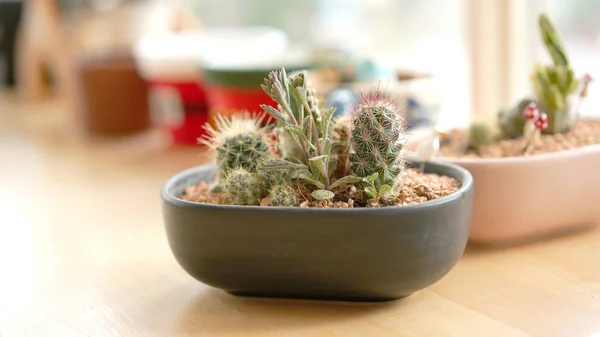 Tanaman Kaktus Dalam Rumah Cacti Makanan Penutup Tanaman Dalam Banyak — Stok Foto