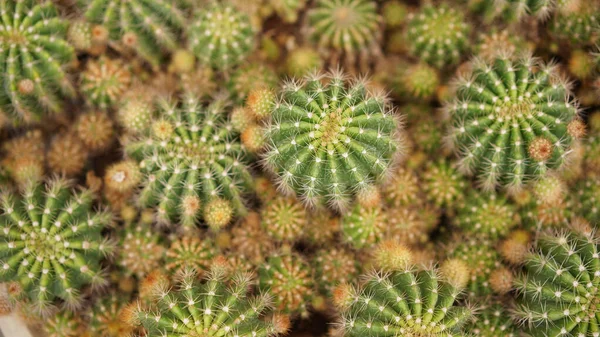 Cactussen Dessertplanten Vele Soorten Vorm Met Naald Als Blad Afwisselende — Stockfoto