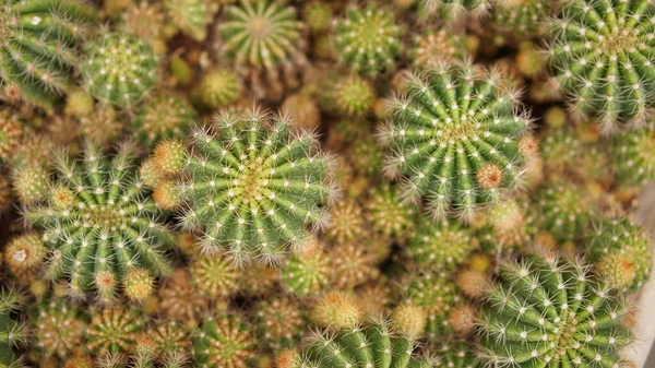 Cactussen Dessertplanten Vele Soorten Vorm Met Naald Als Blad Afwisselende — Stockfoto