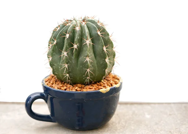 Cactussen Dessertplant Vele Soorten Vorm Met Naald Als Blad Afwisselende — Stockfoto
