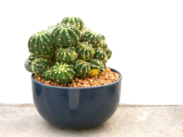 Cactus Plante Dessert Nombreux Types Formes Avec Elle Aiguille Comme — Photo