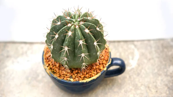Cactus Plante Dessert Nombreux Types Formes Avec Elle Aiguille Comme — Photo
