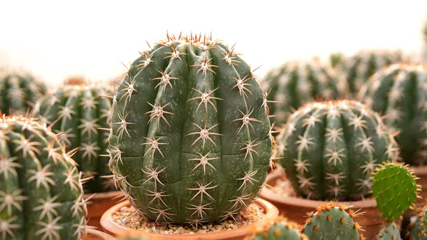 Cactus Planta Postre Muchos Tipo Forma Con Aguja Como Hoja — Foto de Stock