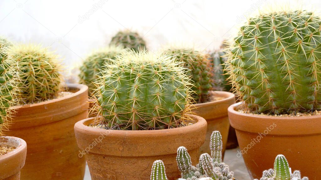 Cacti, dessert plant in many type and shape with it needle as leaf. Variety cactus in pot and garden. Succulent plant grow dry area