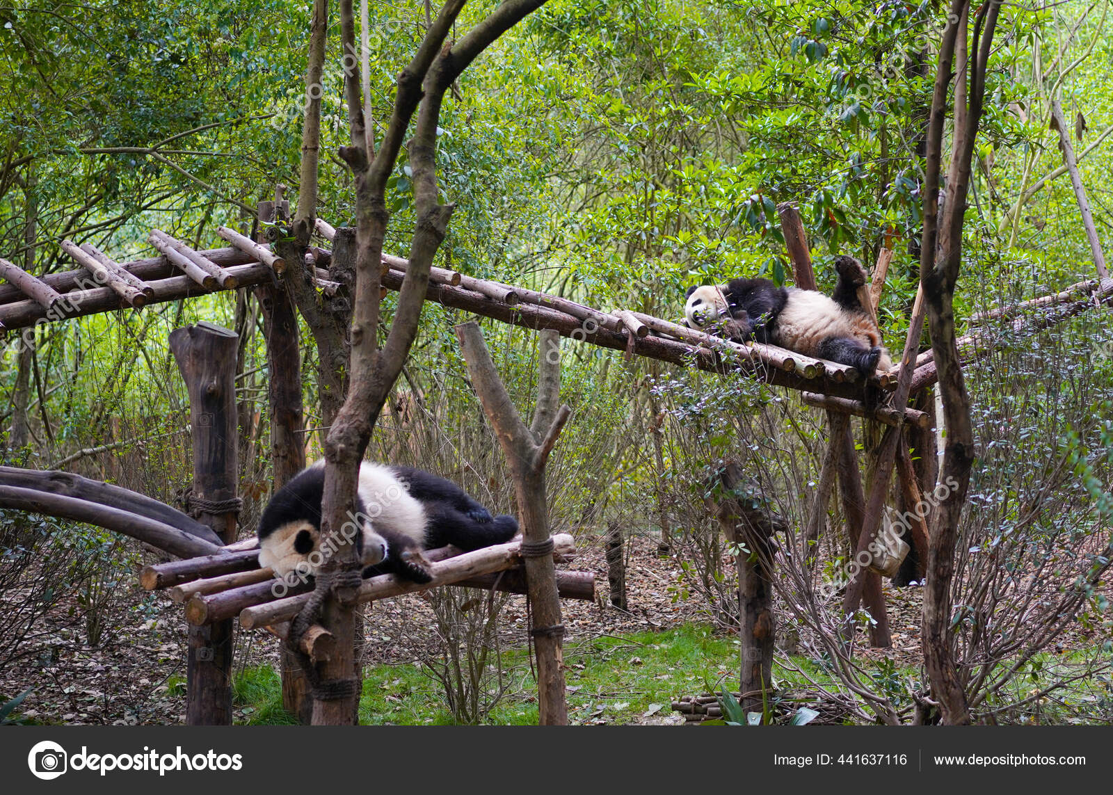 中国のジャイアントパンダ かわいい 珍しい野生動物 ストック写真 C Lynn Ku56 Gmail Com