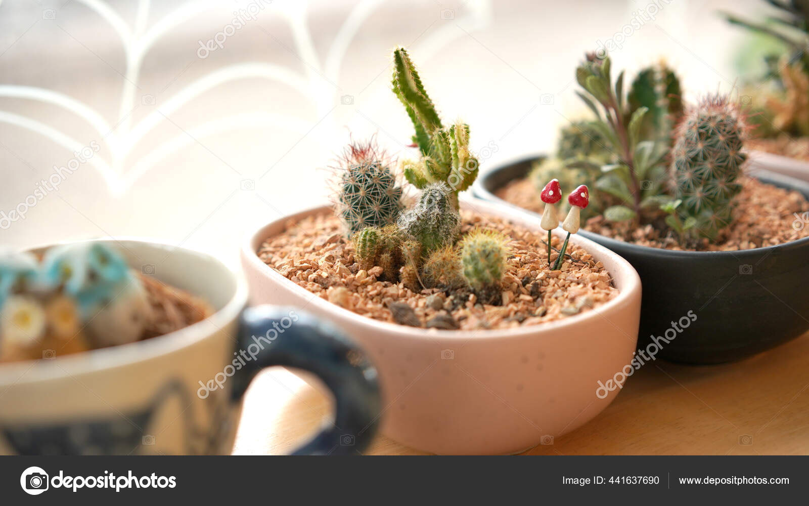 サボテン 種類 サボテン