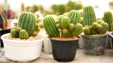 Kaktüs, pek çok çeşit tatlı bitkisi ve yaprak gibi iğnesi var. Tencere ve bahçedeki çeşitli kaktüsler. Sulu bitkiler kuru alanda yetişir.