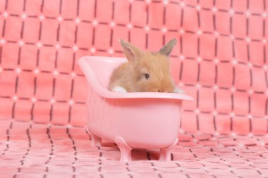 Pembe küvetteki sevimli yavru tavşan arka plan olarak pembe bez üzerinde banyo yapıyor. 3 haftalık tüylü küçük tavşan.
