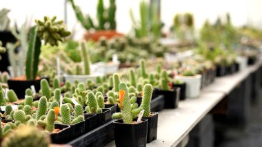 Kaktüs, pek çok çeşit tatlı bitkisi ve yaprak gibi iğnesi var. Tencere ve bahçedeki çeşitli kaktüsler. Sulu bitkiler kuru alanda yetişir.