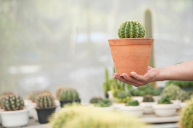 Kaktüs çiftliğindeki erkek çiftçi. Küçük bitki pazarı. Gri tişörtlü ve önlüklü satıcı.